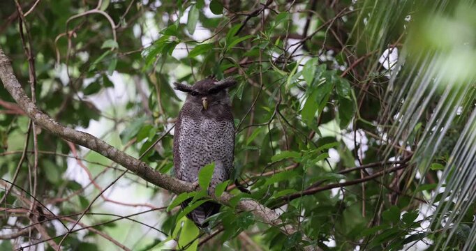 Majestic Barred Eagle-Owl perched on a mossy tree branch in Borneo&rsquo;s tropical rainforest