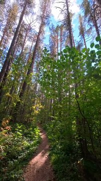POV walking shot along dirt path through sunlit pine forest on summer day, point of view forward motion in green woods, vertical video