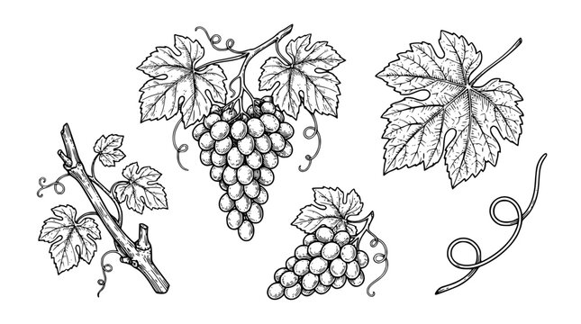 Vintage Grape Bunches Leaves Branches and Tendril Sketch Illustration Set for Wine Bottle Labels Vineyard Branding Organic Fruit Packaging and Menu Designs