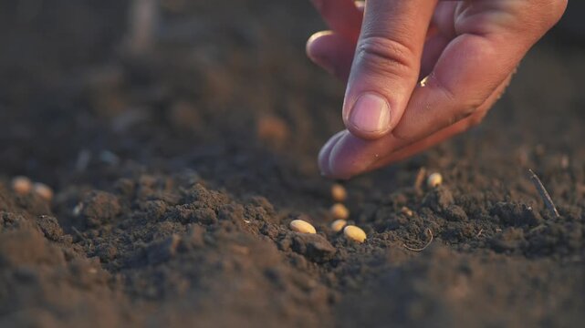 soybean agriculture. farmers hand plants soybean grains in agricultural soil. agriculture business farm soybean concept. Farmer lifestyle sows soybean grains. soy farm concept