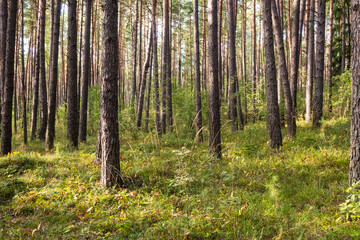 Fototapeta premium A view of a tall pine forest with green grass, wild plants and fallen leaves covering the ground. Sunlight creates warm patches on the forest floor. Ideal for nature photography and walking.