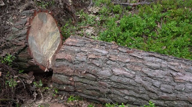 The aftermath of illegal logging: a poignant image of a felled tree. Close-up of a cut tree stump with sawdust and exposed roots on forest floor.  
