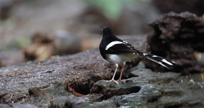 Nature wildlife of Bornean forktail taken at deep jungle rainforest of Sabah, Borneo