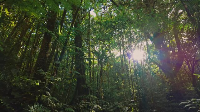 Walking a jungle path with sun rays shining through the canopy