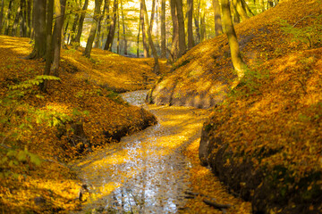 Obraz premium A vibrant hornbeam forest glows with golden autumn light as a leaf-strewn stream winds through slopes covered in rich orange and yellow foliage