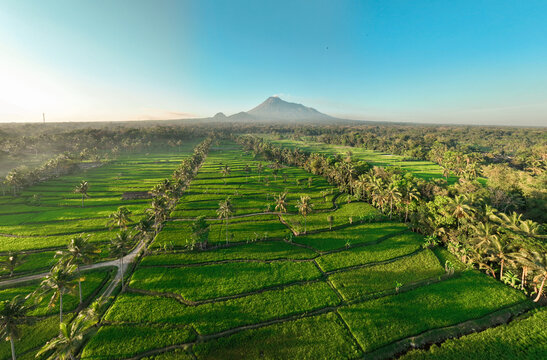 Aerial view of the lush green rice terraces of Cancangan with rows of palm trees and Mount Merapi in the distance, Kecamatan Cangkringan, Daerah Istimewa Yogya, Indonesia.