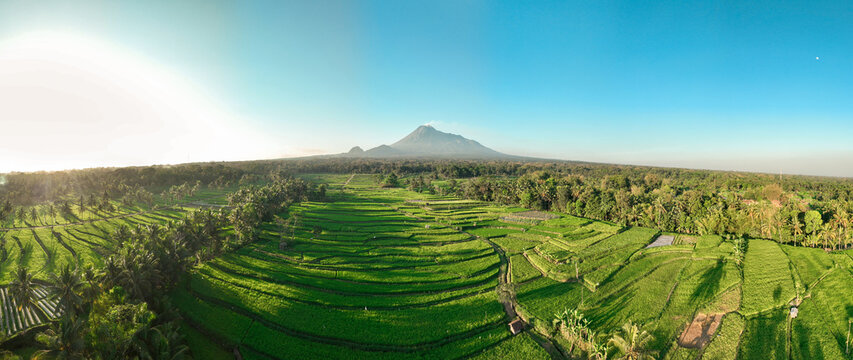 Aerial view of the lush green rice terraces of Cancangan with Mount Merapi in the background in Kecamatan Cangkringan, Daerah Istimewa Yogya, Indonesia.