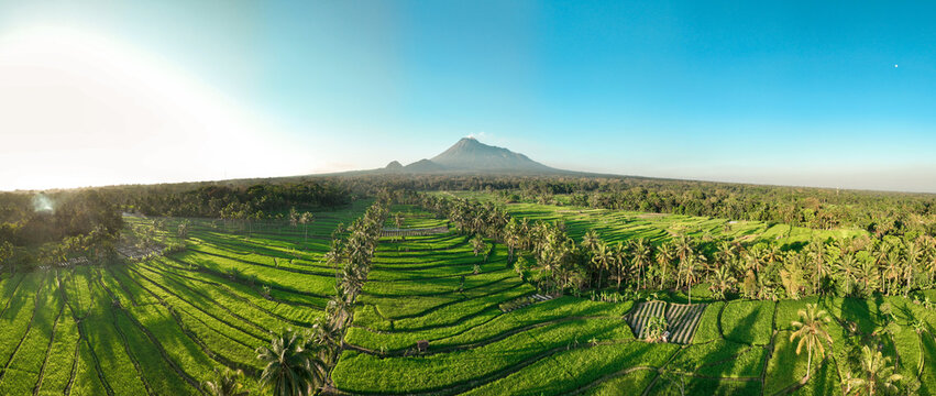 Aerial view of Mount Merapi rising above lush green rice terraces and palm trees in the morning light in Kecamatan Cangkringan, Daerah Istimewa Yogyakarta, Indonesia.