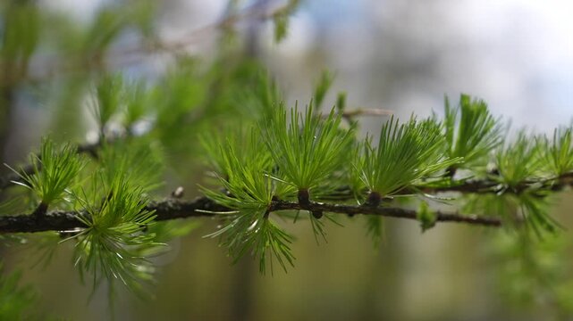 Close-up of European larch (Larix decidua) branch with fresh green needles in natural forest light. seasonal growth of conifer trees. Young branches of larch. Closeup of green larch young needles
