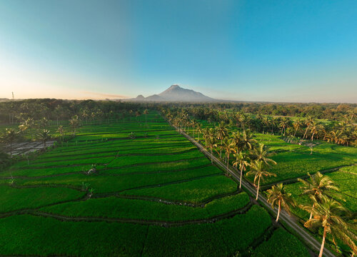 Aerial view of Mount Merapi rising above lush green rice terraces and palm trees in the rural landscape of Kecamatan Cangkringan, Daerah Istimewa Yogya, Indonesia.