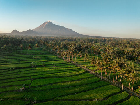 Aerial view of Mount Merapi towering over lush green rice terraces and rows of palm trees in the morning light in Kecamatan Cangkringan, Daerah Istimewa Yogya, Indonesia.
