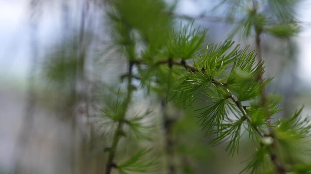 Close-up of European larch (Larix decidua) branch with fresh green needles in natural forest light. seasonal growth of conifer trees. Young branches of larch. Closeup of green larch young needles
