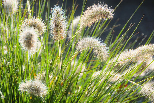 Fluffy, dew-kissed flower spikes of the fountain grass