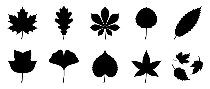 Diverse Collection of Botanical Tree Leaf Silhouettes Featuring Maple Oak and Ginkgo Biloba