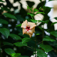 Soft peach and red hibiscus flower blooming amidst green garden foliage, ideal for botanical, nature, and summer floral concepts. © siddiqysdigitalhub