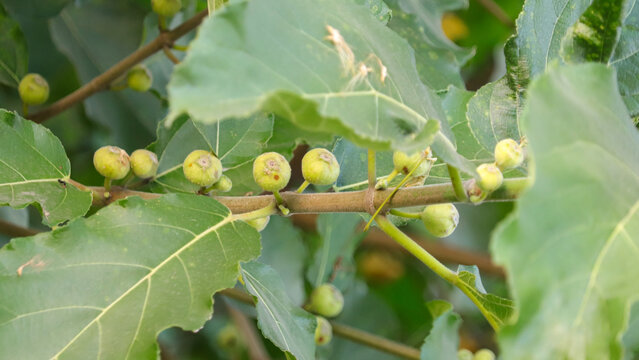 Natural agriculture and botanical concept featuring unripe wild figs growing on a healthy branch surrounded by foliage.