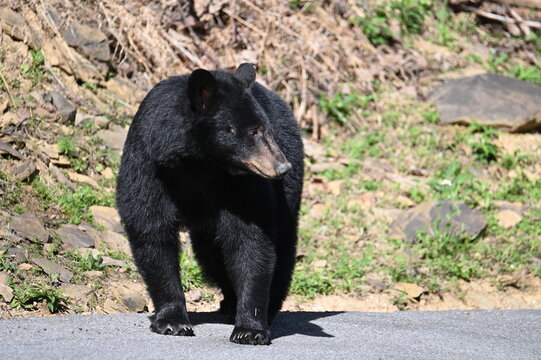 Black Bear profile