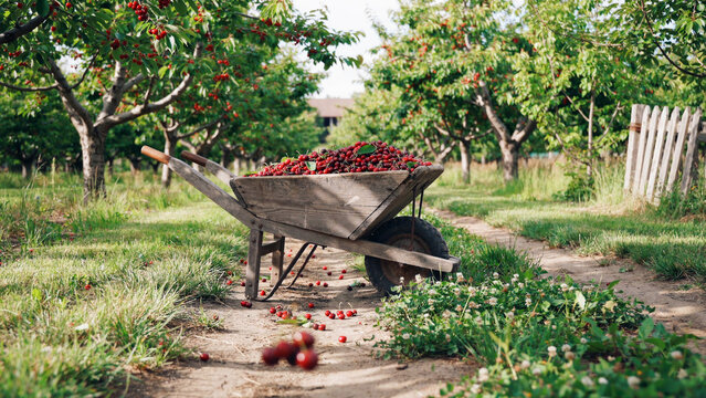 Wooden wheelbarrow loaded with picked cherries