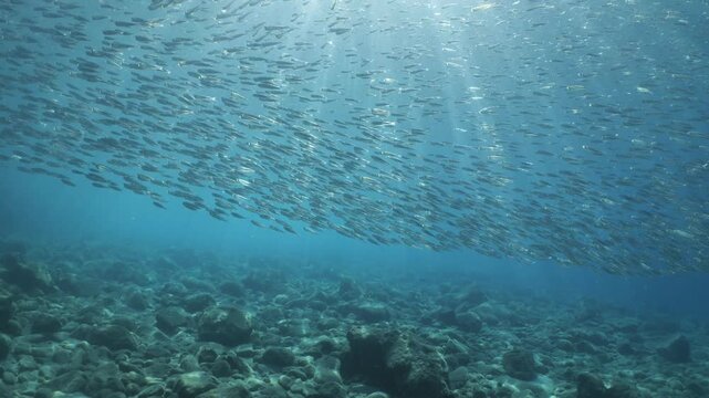 silversides  under sun shine and beams underwater silverside fish school wavy sea protection backgrounds Atherina boyeri)
