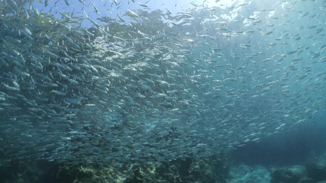 silversides  under sun shine and beams underwater silverside fish school wavy sea protection backgrounds Atherina boyeri)
