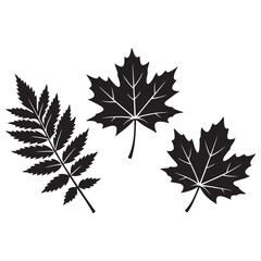 Fototapeta premium Black silhouette collection of maple and ash tree leaves with silhouette
