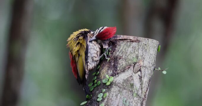 Nature wildlife of Common flameback woodpecker drilling bark tree finding food like insect in nature