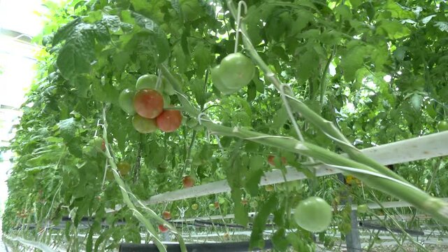 Fresh ripe red tomatoes and some tomatoes that are not ripe yet hanging on the vine of a tomato plant in the garden. Tomatoes raised in a greenhouse. Rows of tomato hydroponic plants in greenhouse 
