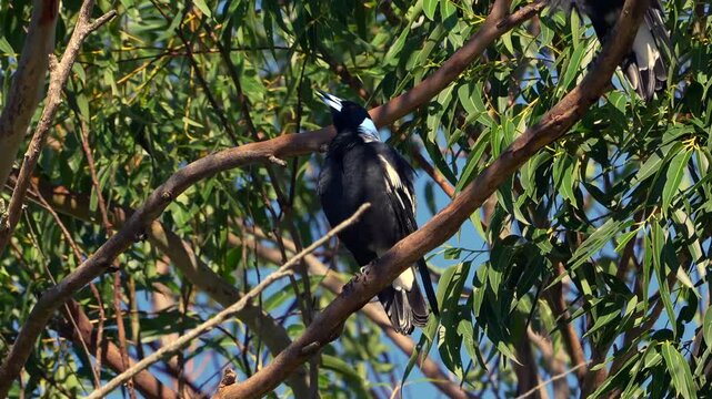 AUSTRALIA - 9.15.2026 - An Australian magpie sings from a tree in Australia.