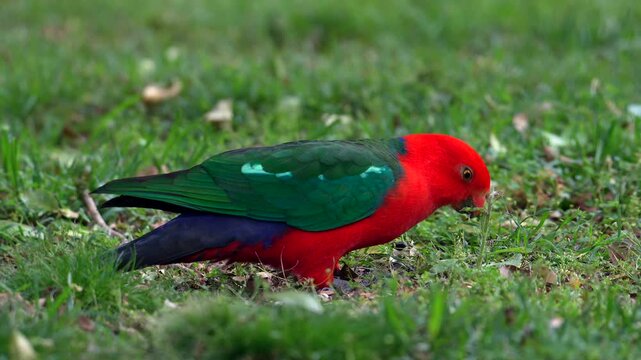 AUSTRALIA - 9.15.2026 - An Australian king parrot feeds on grass.