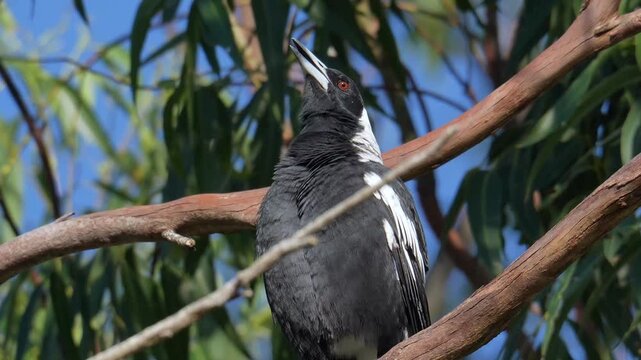 AUSTRALIA - 9.15.2026 - Close-up of an Australian magpie singing from a tree.