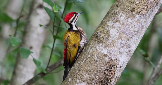 Nature wildlife of Common flameback woodpecker drilling bark tree finding food like insect in nature