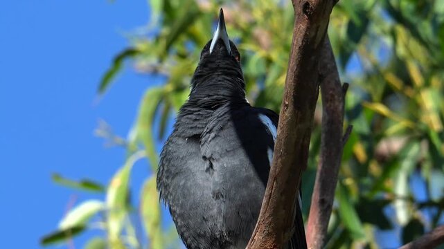 AUSTRALIA - 9.15.2026 - Close-up low angle of an Australian magpie singing from a tree.