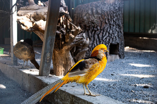 Golden Pheasant Male Standing in a Zoological Enclosure with Vibrant Golden Plumage and Long Decorative Tail Feathers