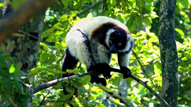 Black and White Lemur on Tree Branch in Tropical Forest