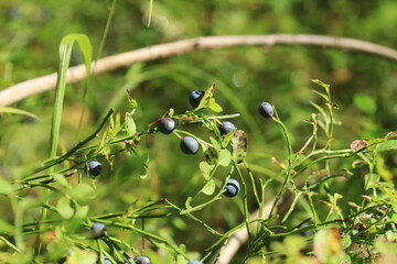 Blueberries on bushes in a summer forest. © алексей семиколенных
