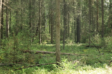 Obraz premium trees in the forest
