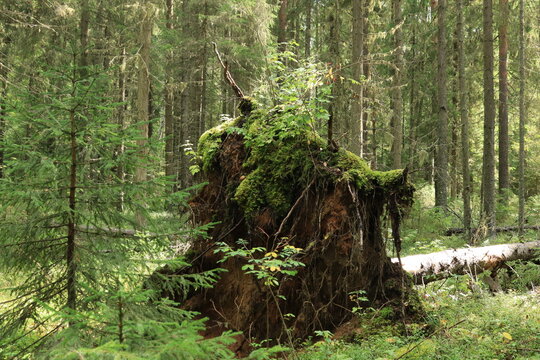 a tree toppled roots and all in a summer forest