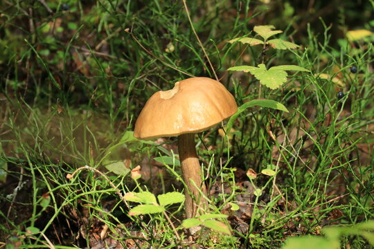 mushroom in the grass