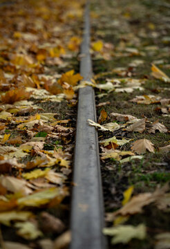 single railway track surrounded by autumn maple leaves vertical view, tram rail track with fallen golden leaves in fall perspective, close up view of metal rail track on ground covered with autumn lea