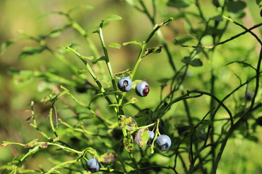 Blueberries hang on the bushes in the summer forest.