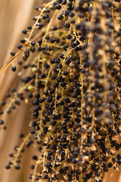 Cluster of seeds hanging from a Washingtonia palm tree