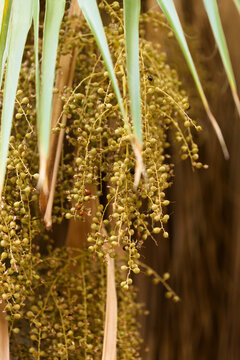Cluster of seeds hanging from a Washingtonia palm tree