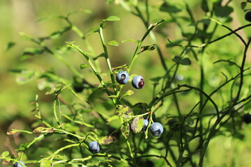 Blueberries on bushes in a summer forest. © алексей семиколенных