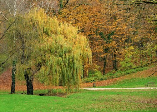 Weeping willow with golden autumn branches in warm colors in the quite park with a wooden bench,scenic autumn landscapes