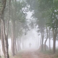 Obraz premium A lone figure runs along a foggy path lined with tall trees.