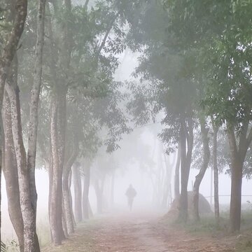A lone figure runs along a foggy path lined with tall trees.