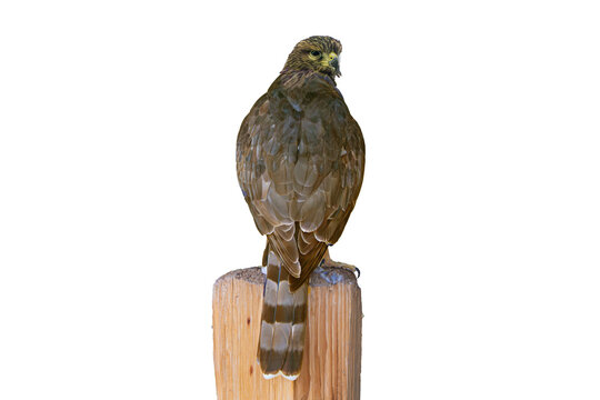 Cooper's Hawk (Accipiter cooperii) Photo, Perched, Over the Shoulder, on a Isolated, Transparent PNG Background