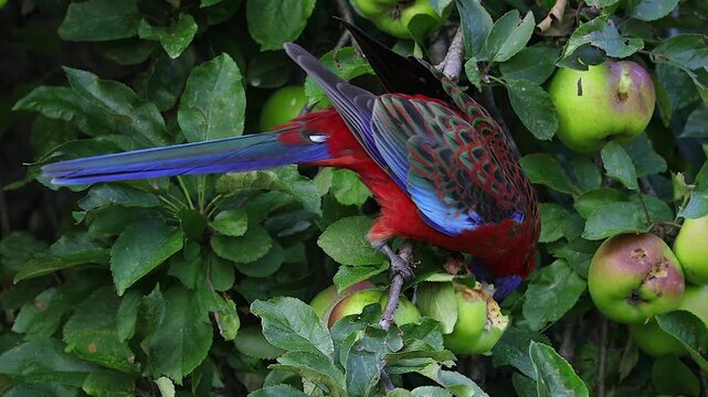AUSTRALIA - 9.15.2026 - A Crimson Rosella eats fruit on a tree.