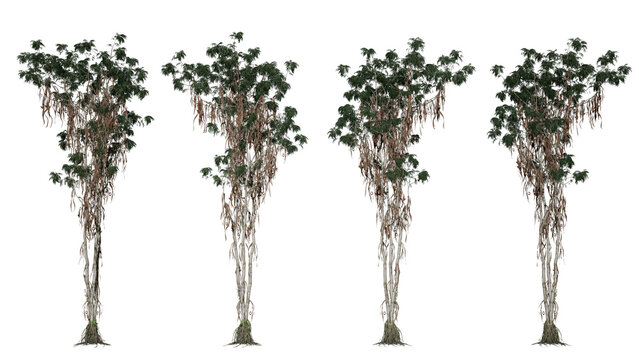 Char lambe 3d rendered ped jinpar sookhi latakti hui belen hain, jungle environment compositing ke liye PNG cutout