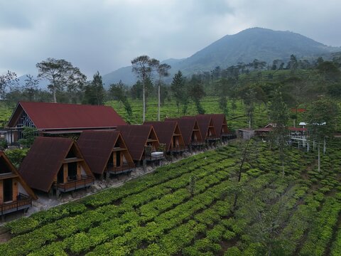 Aerial view of Kebun Teh Panama with rows of tea bushes and wooden A-frame cabins in Kecamatan Garung, Jawa Tengah, Indonesia.